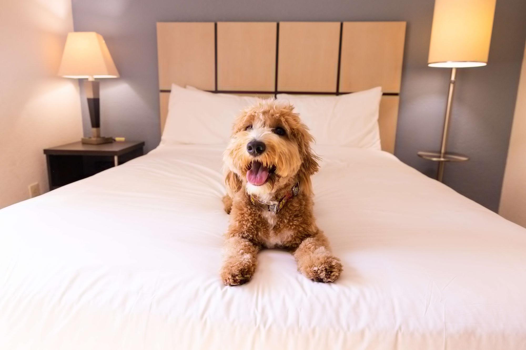 Sonesta Simply Suites Chicago Naperville Warrenville المظهر الخارجي الصورة